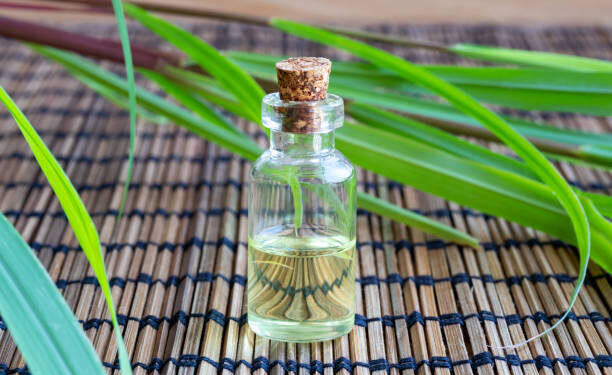 Cuál es la planta medicinal que sirve como repelente casero para ahuyentar los mosquitos