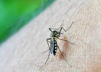 Récord de casos de dengue en Tucumán
