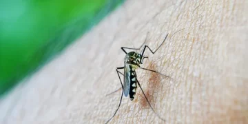 Récord de casos de dengue en Tucumán
