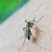 Récord de casos de dengue en Tucumán