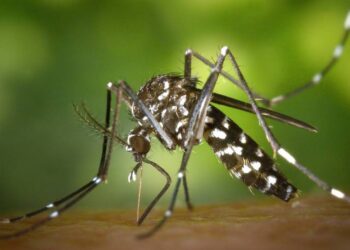 Los casos de dengue van en escalada y los especialistas dicen que el pico todavía no llegó