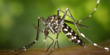 Los casos de dengue van en escalada y los especialistas dicen que el pico todavía no llegó