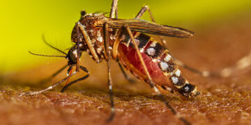 Los casos de dengue aumentan en Tucumán