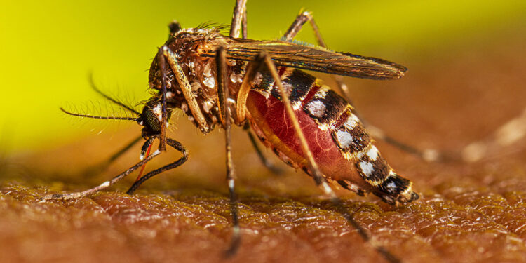 Los casos de dengue aumentan en Tucumán