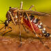Los casos de dengue aumentan en Tucumán