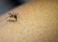 Para combatir el dengue, Brasil libera mosquitos mutantes