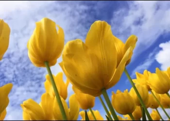Por qué se regalan flores amarillas en Argentina el 21 de marzo