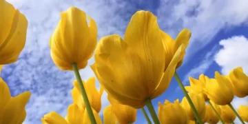 Por qué se regalan flores amarillas en Argentina el 21 de marzo