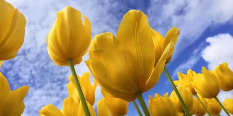 Por qué se regalan flores amarillas en Argentina el 21 de marzo