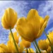 Por qué se regalan flores amarillas en Argentina el 21 de marzo