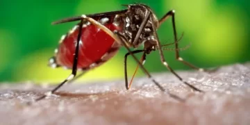 Dengue: ya son 238 los fallecidos y hubo más de 333 mil casos
