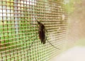 Dengue en Argentina: comenzaron a bajar los casos, salvo en dos provincias