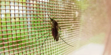 Dengue en Argentina: comenzaron a bajar los casos, salvo en dos provincias