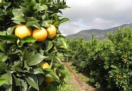 La EEAOC advierte sobre cuantiosas pérdidas para la exportación del limón
