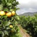 La EEAOC advierte sobre cuantiosas pérdidas para la exportación del limón