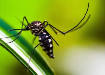 Tucumán está al borde de los 20 mil casos confirmados de dengue 