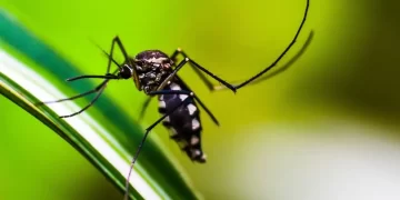 Tucumán está al borde de los 20 mil casos confirmados de dengue 
