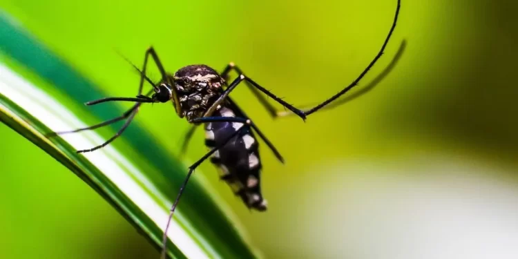 Tucumán está al borde de los 20 mil casos confirmados de dengue 