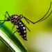 Tucumán está al borde de los 20 mil casos confirmados de dengue