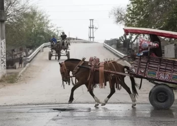 Carreros piden vetar la Ley de Tracción a Sangre