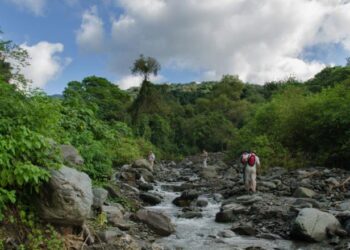 Financian planes de conservación para la restauración de bosques