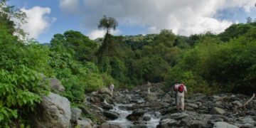 Financian planes de conservación para la restauración de bosques