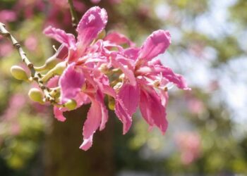 La Municipalidad lanzó un concurso Fotográfico: «San Miguel de Tucumán en Foco»