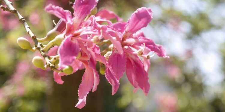 La Municipalidad lanzó un concurso Fotográfico: «San Miguel de Tucumán en Foco»