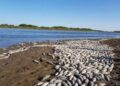 La Subsecretaría de Medio Ambiente investiga la mortandad de peces
