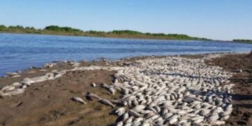 La Subsecretaría de Medio Ambiente investiga la mortandad de peces