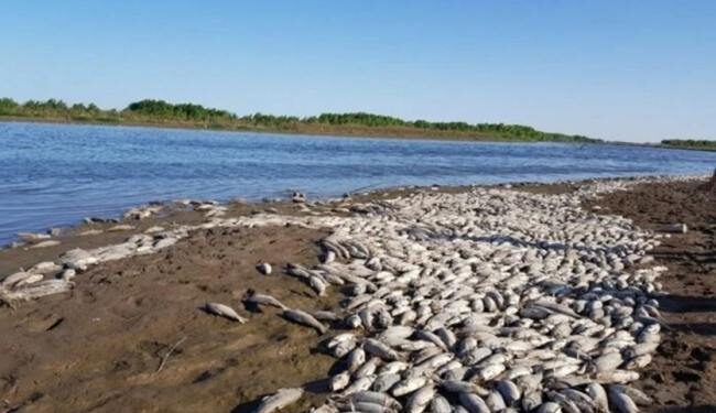 La Subsecretaría de Medio Ambiente investiga la mortandad de peces