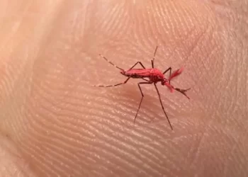 Los nuevos mosquitos rojos creados para combatir el dengue
