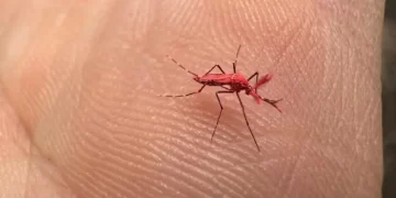 Los nuevos mosquitos rojos creados para combatir el dengue