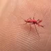 Los nuevos mosquitos rojos creados para combatir el dengue