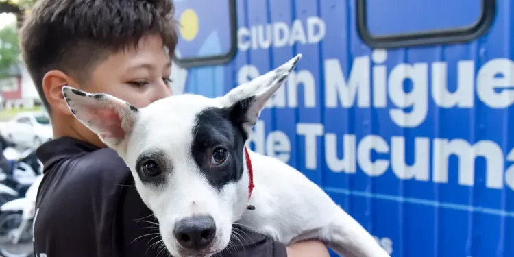 El quirófano veterinario móvil recorrerá barrios de San Miguel de Tucumán con castraciones gratuitas