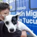 El quirófano veterinario móvil recorrerá barrios de San Miguel de Tucumán con castraciones gratuitas