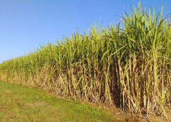 Ciencia Tucumana: Crean un nanoproducto para proteger cultivos y reducir el uso de agroquímicos