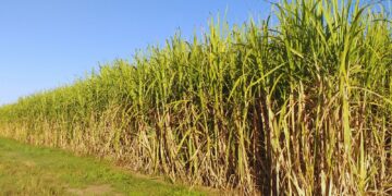 Ciencia Tucumana: Crean un nanoproducto para proteger cultivos y reducir el uso de agroquímicos