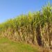 Ciencia Tucumana: Crean un nanoproducto para proteger cultivos y reducir el uso de agroquímicos