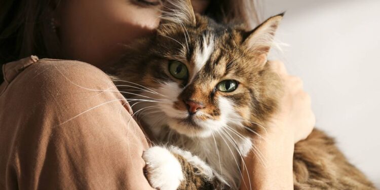 Beneficios de la convivencia con los gatos