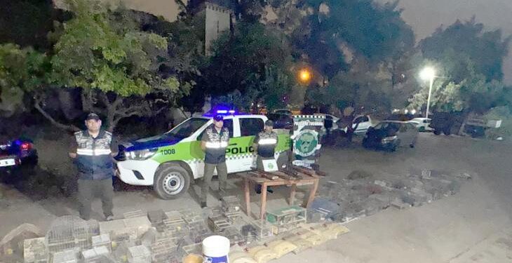 Golpe al tráfico ilegal de fauna silvestre: Rescatan 193 aves silvestres y gallos de riña