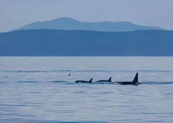 Cables de fibra óptica submarinos se utilizaron para salvar a las orcas en peligro