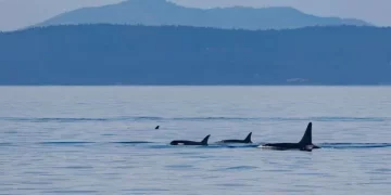 Cables de fibra óptica submarinos se utilizaron para salvar a las orcas en peligro