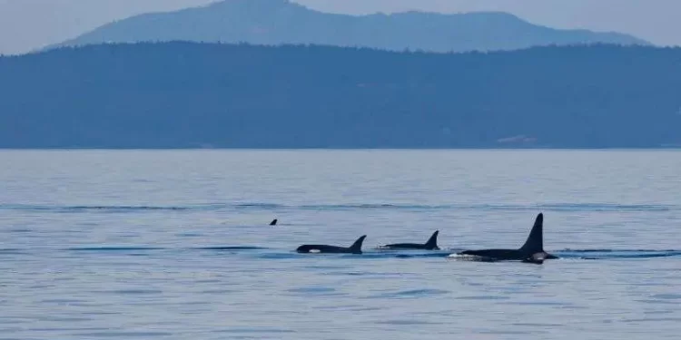 Cables de fibra óptica submarinos se utilizaron para salvar a las orcas en peligro