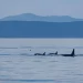 Cables de fibra óptica submarinos se utilizaron para salvar a las orcas en peligro