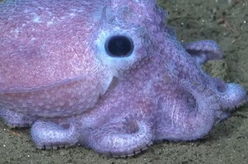 Nuevo streaming del Conicet muestra especies del fondo del mar