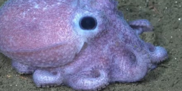 Nuevo streaming del Conicet muestra especies del fondo del mar
