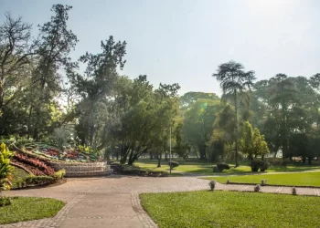 Censo del arbolado: ya fueron identificados 110.000 ejemplares de 299 especies en la capital