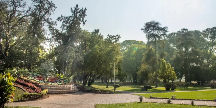 Censo del arbolado: ya fueron identificados 110.000 ejemplares de 299 especies en la capital