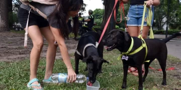 Cuidados a tener en cuenta para proteger a los animales de compañía en el verano